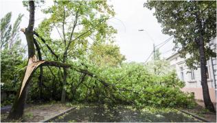 Soț și soție, pe patul de spital după ce un copac s-a părbușit peste mașina în care se aflau, în Harghita