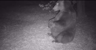 "Ce-a mai mâncat grăsanul". Un urs dolofan surprins în Bicaz a devenit viral pe internet: vrea să culeagă fructe din pom, dar efortul îl oboseşte teribil