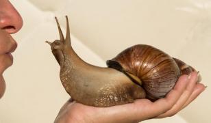 Tot mai mulţi europeni îşi iau melci uriaşi africani ca animale de companie. La ce riscuri uriaşe se expun