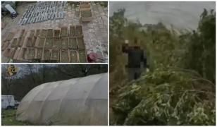 Bărbat reținut după ce a cultivat canabis în trei sere pe malul unui râu din Timiș