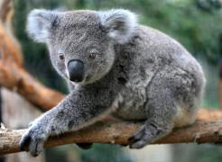 Urşii koala, pe cale de dispariţie