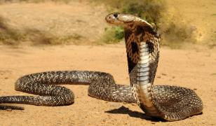 Un bărbat şi-a ucis soția și fiica de 2 ani eliberând o cobră veninoasă în dormitor. Indianul a fost arestat după o lună