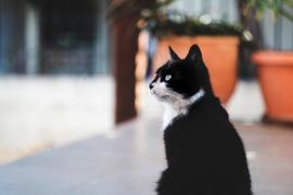 Iubire de felină: A parcurs 1.000 de kilometri ca să își regăsească stăpâna. După șase luni, Lisi s-a reîntors în brațele omului ei