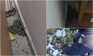 Șarpe de peste un metru lungime, capturat din jandarmi după ce a intrat într-un apartament din Constanța