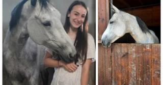 "Aș face orice, numai să o am iar alături". Apelul unei studente din Cluj, care caută cu disperare calul de de care s-a ataşat şi pe care încearcă să îl salveze