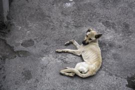 Înfometaţi, fără apă, 30 de câini abia se mai ţineau pe picioare, în curtea unui doljean. Pedeapsa primită de bărbat