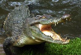 Un fermier a scăpat cu viață după ce a fost atacat de un crocodil