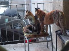 "Oaspeţi la arhive". Moment de "trandeţe" între două vulpi, surprins pe balconul unei instituţii publice din Alba