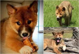 A adoptat un animal rănit găsit în curtea casei, crezând că e câine. Surpriza de care a avut parte australianca la testul ADN