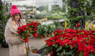 Pericolele ascunse în plantele din aranjamentele de sărbători. Cât de toxice sunt crăciuniţa, tisa sau vâscul