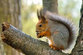 Oraşul în care autorităţile au decis să extermine toate veveriţele. Localnicii vor primi cuşti în care să le prindă, urmând să fie eutanasiate