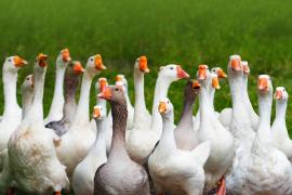 O închisoare din Brazilia este păzită de de gâște: "Au înlocuit câinii. Noaptea este foarte liniște"