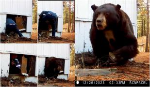 Momentul în care un urs care își făcuse bârloc sub fundația unei case din SUA iese din adăpost, după ce a fost împușcat cu bile cu vopsea