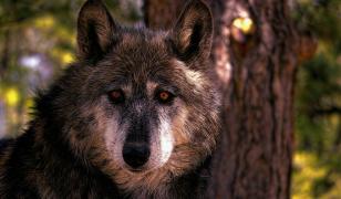 Un "lup-hibrid", crescut ca animal de companie, a ucis un bebeluş de 3 luni, în Alabama