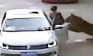 A coborât din mașină să-și certe iubitul, dar a fost atacată de un tigru într-un safari din China. Mama tinerei a fost ucisă pe loc, încercând s-o salveze