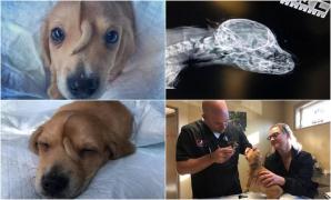 Povestea lui "micului unicorn”, cățelușul care s-a născut cu o coadă în frunte. De ce au decis medicii să nu-l scape de e