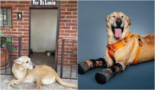 Un cățeluș din Mexic, ale cărui lăbuțe din față au fost tăiate, ar putea obține titlul de de "animalul de companie al anului"