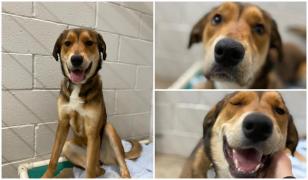 O cățelușă adoptată a fugit din noua familie și a mers 16 kilometri, pentru a se întoarce la adăpost