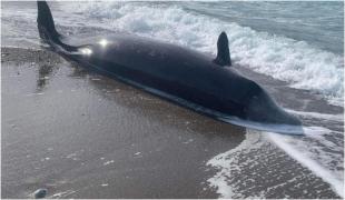 . Cutremurul din Turcia, posibila cauză luată în calcul de experţi