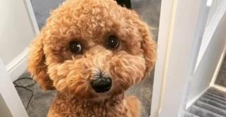 Un cățel a călătorit 160km cu taxiul, după ce a fugit de lângă stăpână. Cine l-a ajutat să ajungă înapoi acasă