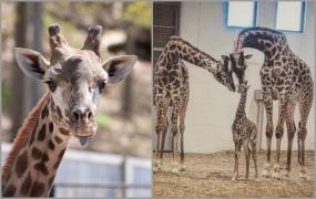 "Un eveniment neprevăzut și fără precedent". Parker, o girafă de doar 6 ani, a murit după ce a rămas cu gâtul blocat în gardul unei grădini zoologice din SUA