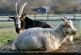 Patru capre rare, ucise și gătite într-o grădină ZOO din Mexic. Directorul le-ar fi mâncat la petrecerea de Crăciun