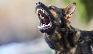 Un bărbat de 50 de ani, sfâșiat de un câine periculos în UK