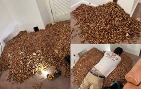 Descoperire neaşteptată în pereţii unei case din California: Erau peste 300 de kilograme. "Mă întrebam când se va termina”