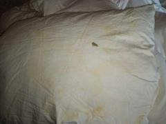 Amenzi de 86.000 de lei, date de ANPC la restaurante şi hoteluri din Târgovişte