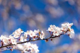 Vremea 20 martie. Temperaturile cresc uşor în aproape toată ţara. Maximele se vor încadra între 12 şi 20 de grade