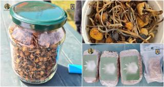 Petrecere cu cannabis şi ciuperci halucinogene într-un camping din Vâlcea. Doi tineri, arestaţi pentru 30 de zile