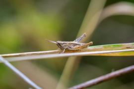 Viermii, controversa alegerilor din Polonia. Politicienii se acuză reciproc că vor să-i oblige pe cetățeni să mănânce insecte în loc de carne