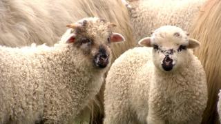 Trei bărbaţi au fost surprinşi în timp ce tăiau o oaie într-o casă în renovare, în Franţa. Gestul a stârnit indignare: "Barbar şi inadmisibil"