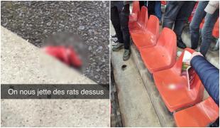 Şobolani morţi, aruncaţi pe un stadion din Belgia. Gest şocant al suporterilor echipei Charleroi în timpul meciului cu Standard Liege
