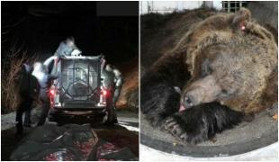 Ursul care a ucis un tânăr care făcea jogging, capturat în nordul Italiei. "JJ4" atacase anterior alte 2 persoane, autorităţile dezbat soarta acestuia