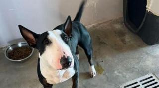 Puterea internetului: Un câine a rămas singur pe un aeroport din Italia, după ce stăpânul său a murit subit. Povestea lui Nintendo a făcut înconjurul lumii