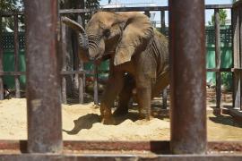 Un elefant a murit la grădina zoologică din Pakistan, la doar 17 ani. Motivul pentru care cântăreață Cher va participa la "înmormântare"