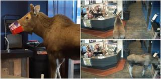 Elan jucăuş, în vizită la cinema. A poftit la floricelele de porumb, apoi a făcut ravagii în coşul de gunoi. Imaginile haioase devenite virale