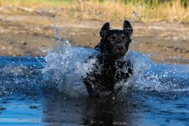 Doi soți de 25 de ani au murit unul după altul încercând să își salveze câinele căzut în apă. Singurul supraviețuitor al tragediei din Franța a fost patrupedul