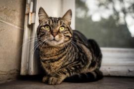 Român, prins în Italia chiar în timp ce dădea o spargere de 100.000 de euro. O pisică vigilentă a dat de gol "operaţiunea"