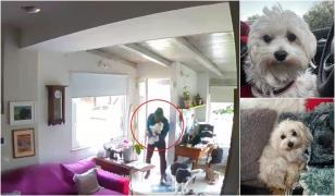 Momentul când un căţel este furat din casa unei familii din Italia, în plină zi. Hoţul misterios nu a sustras alte bunuri