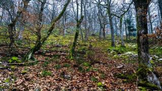 "Fluturele" a vorbit după aproape 80 de ani. Zeci de cadavre vor fi căutate într-o pădure din Franţa: Dezvăluiri blocate de Covid