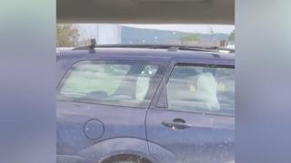 O vacă, plimbată cu mașina pe un drum din Dej. Animalul a fost surprins pe bancheta din spate a unui autoturism