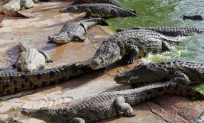 Imagine ilustrativă