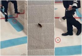 Un gândac a făcut senzaţie la Met Gala 2023. Insecta, considerată mai bine îmbrăcată decât vedetele