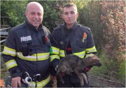 Căţel salvat de doi pompieri după ce a căzut într-un canal de decantare, în Timiş. "Prinţ" a fost adoptat de salvatori
