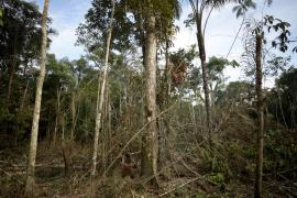 Liderul bandei Los Choneros din Ecuador, ucis şi abandonat într-o pădure din Columbia. Cadavrul a putut fi identificat doar după tatuaje