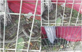 „Nu ştiu dacă era viu sau mort”. Şarpe descoperit pe o stradă din sectorul 4 al Capitalei, aproape de o trecere de pietoni