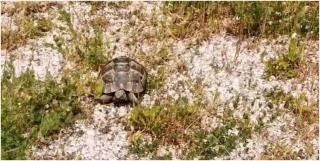 Broască ţestoasă, deţinută ilegal de un constănţean. Bărbatul a încercat să o vândă pe internet