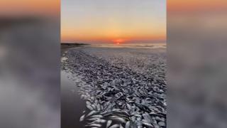 Zeci de mii de peşti, morţi pe o plajă din Texas. Specialiştii dau vina pe încălzirea globală şi pe lipsa oxigenului din apă